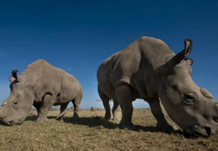 El rinoceronte blanco está en peligro de extinción. Foto/ EFE