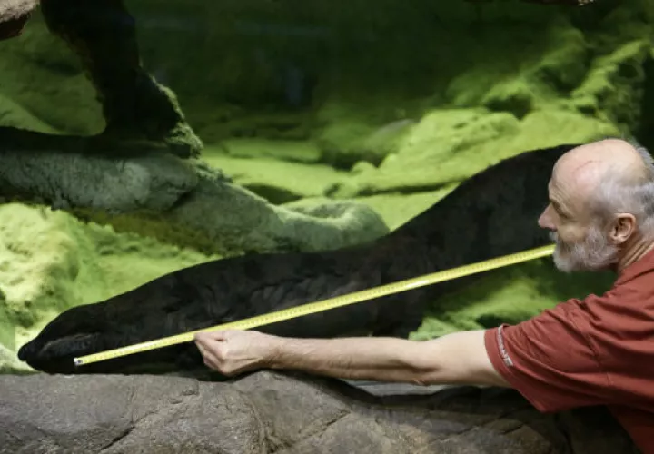 El animal mide 1,58 metros. Foto/ AP
