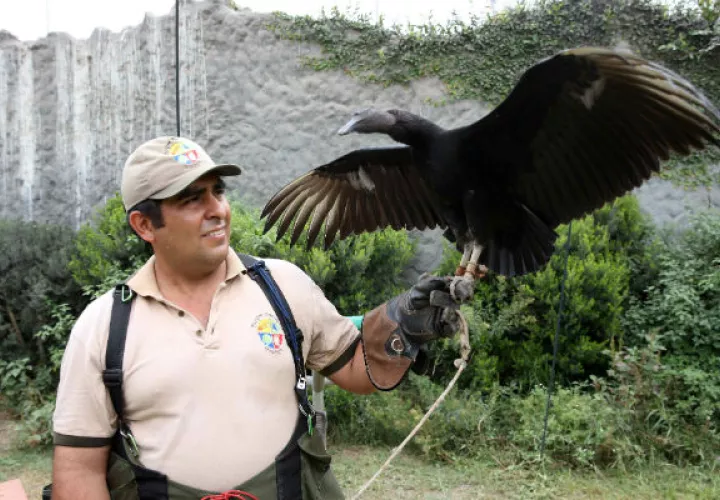 Un especialista en aves de presa entrena a un ejemplar. Foto/ EFE