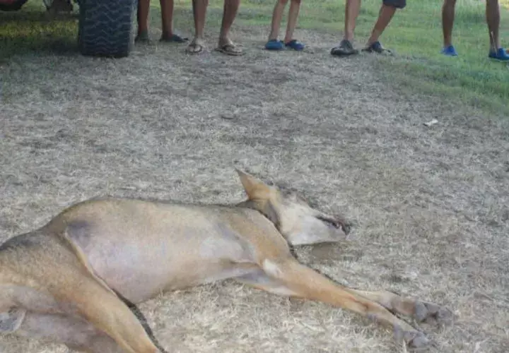 Este ejemplar fue encontrado muerto. Foto: Thays Domínguez 