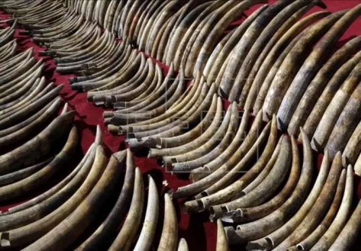 Un total de 359 colmillos de elefante son expuestos antes de ser destruidos. Foto:EFE