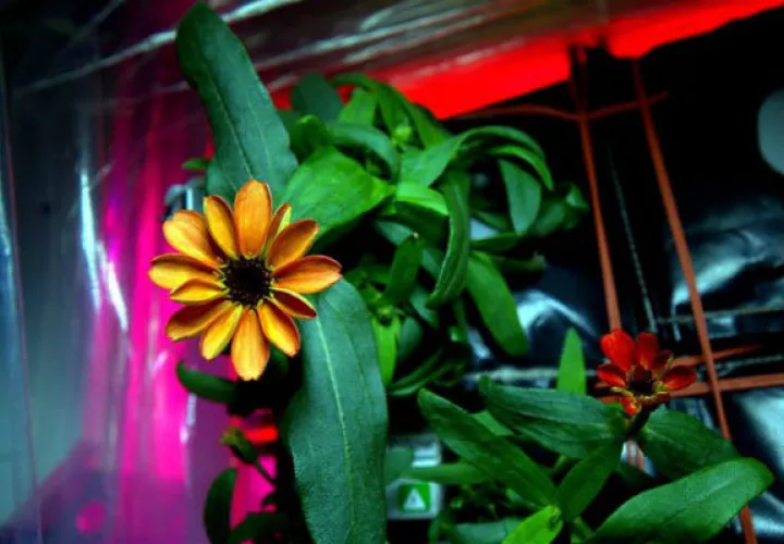 Fotografía cedida por la NASA de una flor zinnia en el sistema de cultivo de plantas abordo de la Estación. Foto: EFE