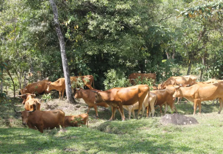 Las razas criollas se han adaptado favorablemente a las altas temperaturas, que enfrenta el país/Cortesía.