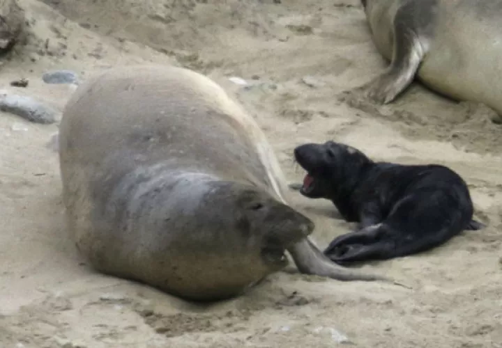 Una curiosa foto de madre e hijo. Foto/AP