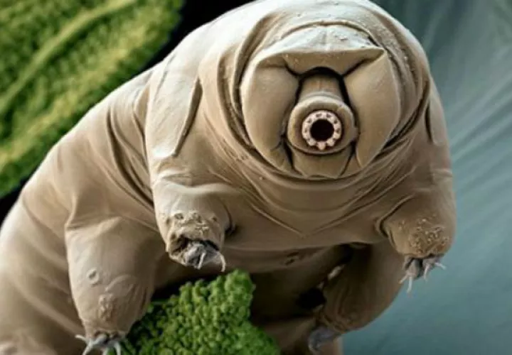 Un oso de agua es un microanimal. 