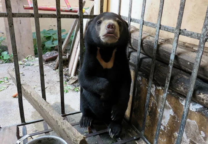La ley permite la posesión de osos como mascotas. Foto/ EFE