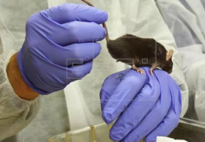 Experimentación con ratones en un laboratorio. Foto: EFE