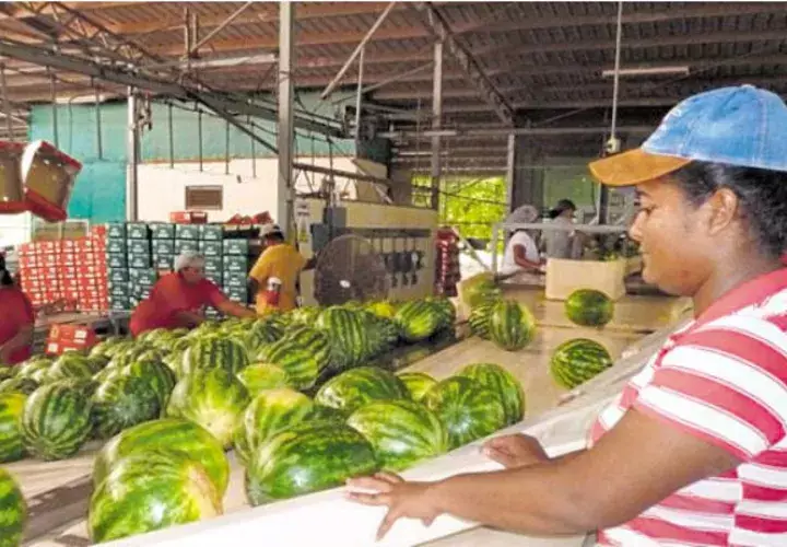 Los importadores comunitarios, esperan poder hablar con un grupo nuevo para ofrecer melones de Panamá./Archivo.