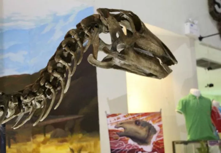 Se encontraron 19 piezas craneales que fueron esenciales para determinar que se trata de una nueva especie de dinosaurio. / Foto: EFE