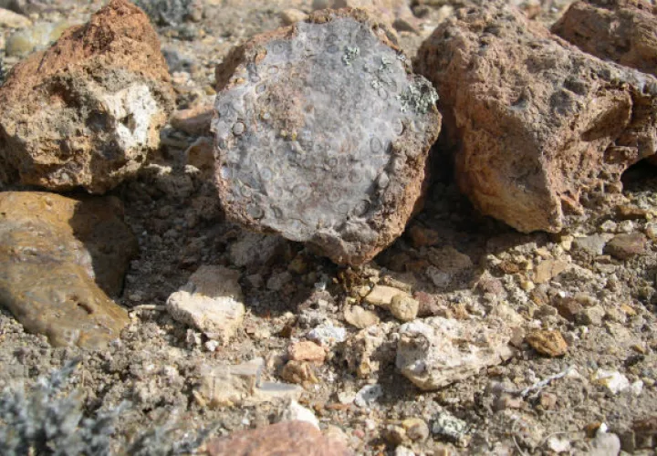 Descubren fósiles del período jurásico de 140 millones de años. Foto: EFE