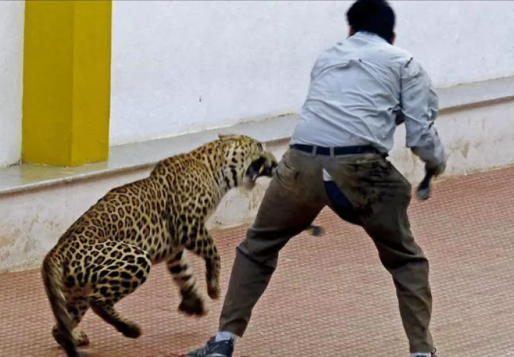 Un hombre intenta capturar a un leopardo en una escuela de Bangalore. Foto:EFE 