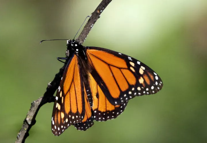 Mariposa monarca