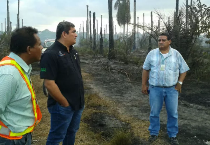 Plantaciones de palmas de aceite que se quemaron. Foto/ José Vásquez
