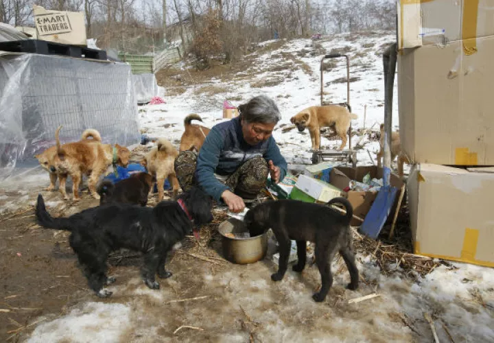 Jung Myoung Sook, se encarga de cuidar a unos cachorros. Foto/AP