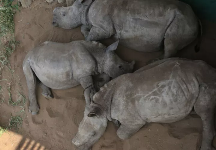 Muchos de los rinocerontes son huérfanos. Foto/ AP