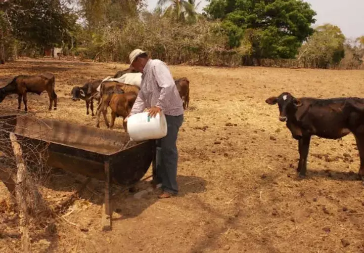 Sequía en Azuero. Foto/ Zenaida Vásquez