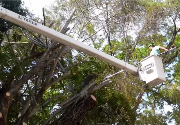 Tala de un árbol Caoba en Calle 50. Foto/Víctor Arosemena
