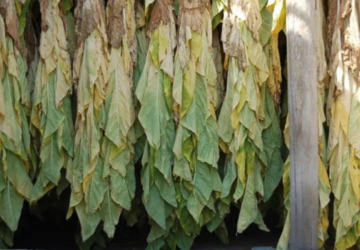 Proceso de secado de hojas de tabaco. Foto: EFE