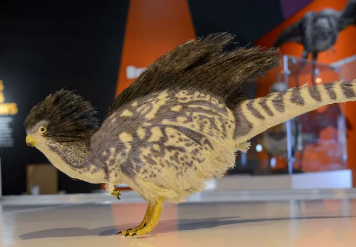 Tianyulong, una especie de dinosaurio. Foto/ EFE