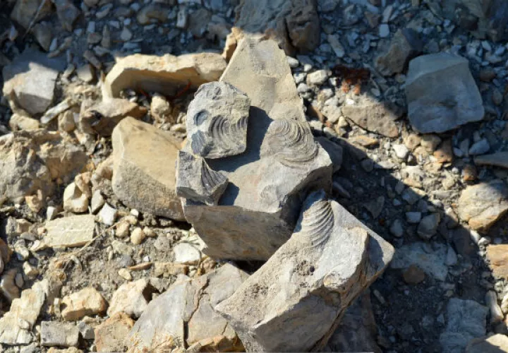 Fósil de pelecípodo con antigüedad de entre 70 y 95 millones de años. Foto/EFE