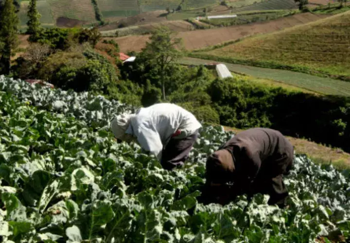 Los productores han solicitado en reiteradas ocasiones que se derogue esta ley ya que aseguran que ha causado daño al sector/Archivo.