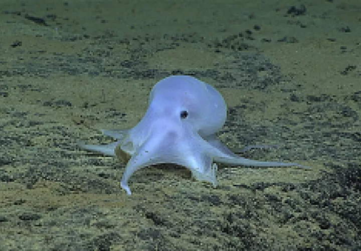 Posible nueva especie. Foto/ AP