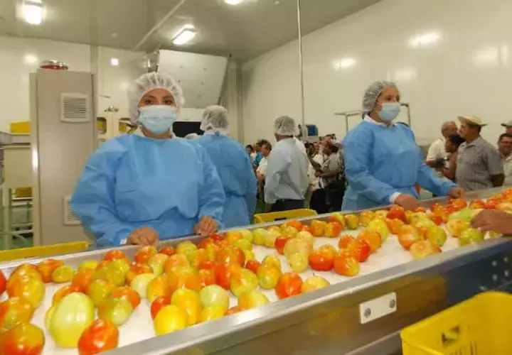 Producción de tomate industrial. Foto/ Zenaida Vásquez