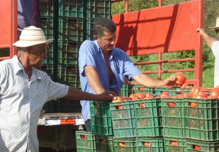 La falta de materia prima es otra de las razones por las cuales los agroindustriales están produciendo menos.  / Archivo