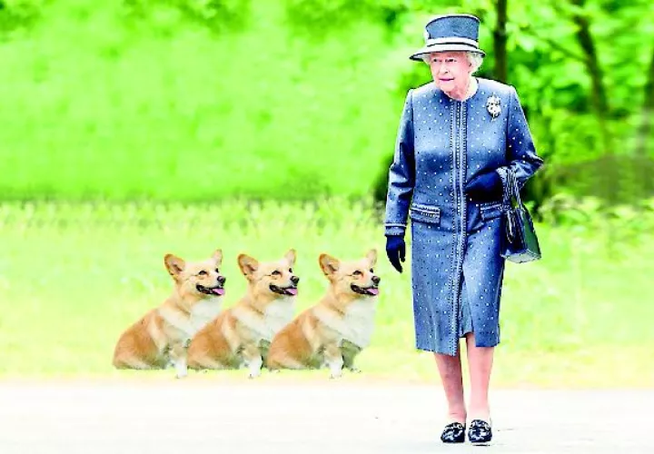 Los perros tienen un menú exclusivo  para cada can.