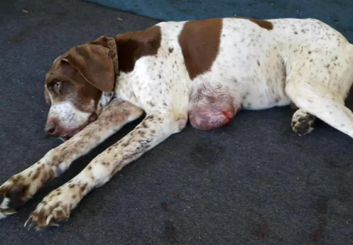 Charlie tiene un tumor en el pecho. Foto/ AP