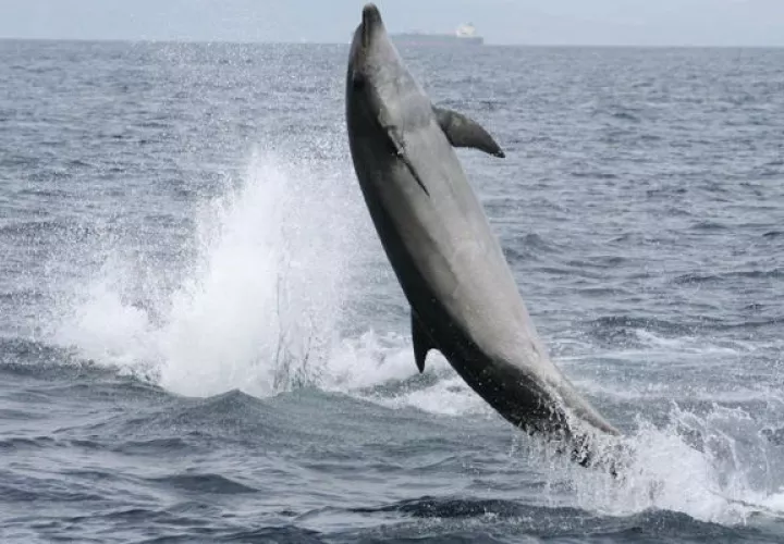 Un delfín en aguas de Canarias. Foto: EFE