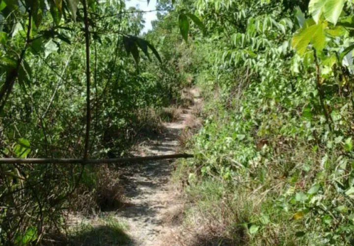 Antiguas fincas bananeras. Foto/ José Vásquez