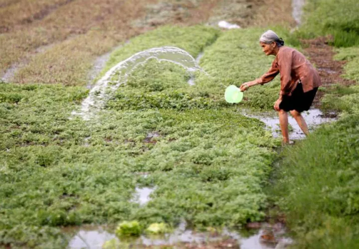 Una mujer riega su huerto en Hanoi (Vietnam). Foto: EFE