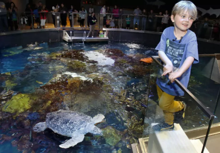 Jasper Rose, estuvo en el gran tanque de corales caribeños y alimentó a las tortugas. Foto/AP