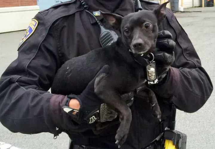 Lo bautizaron con el nombre de "Ponch". Foto/ AP