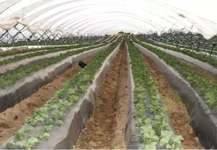 Circunstancias obligarán al continente a replantearse qué hacer con su oferta agrícola/Cortesía.