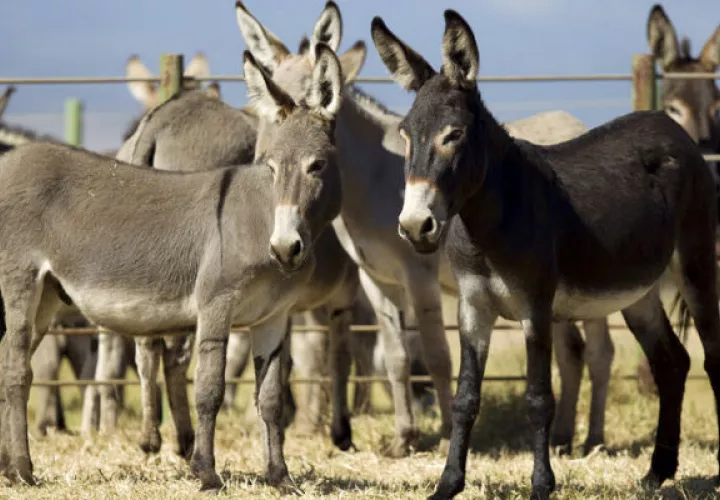 Los burros se volvieron un problema. Foto/ AP