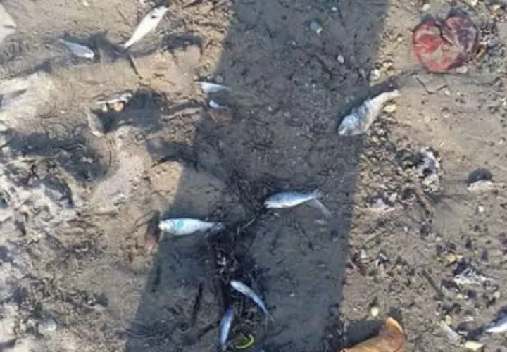 Preocupan esta muertes. Foto: Delfia Cortez