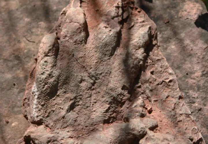 Huella del dinosaurio. Foto/ AP