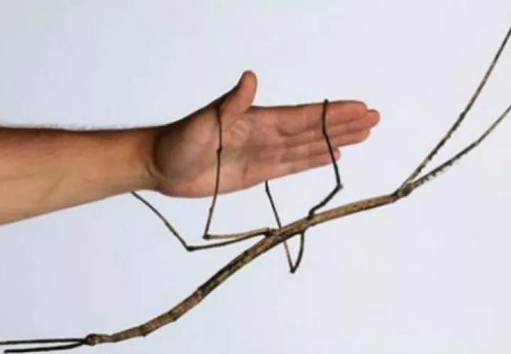 Recibió el nombre de "phryganistria chinensis zhao".