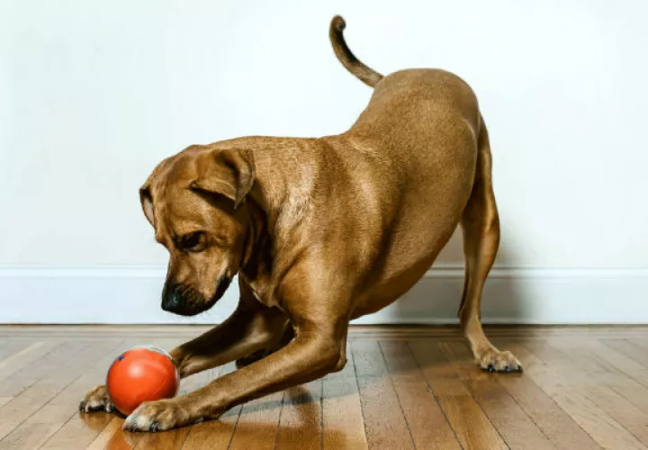 Un perro juega con la pelota inteligente. Foto/ PlayDate