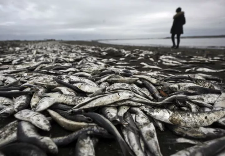 Hay miles de peces muertos. Foto/ AP
