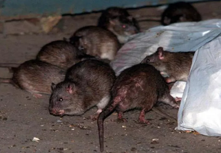 La ciudad de Nueva York, está infestada de roedores. Foto/AP