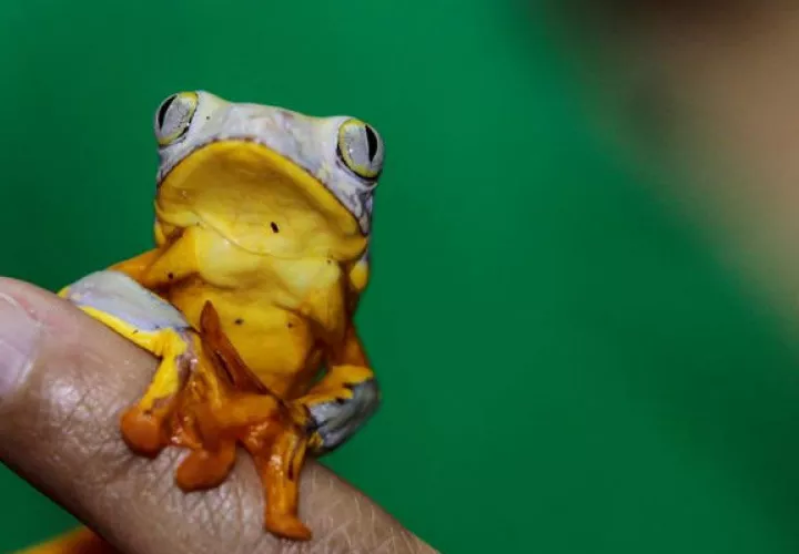 Cerca de 600 familias de  ranas hay en Ecuador. Foto/ EFE