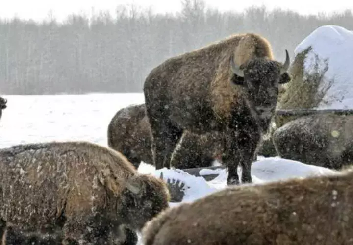 Los bisontes pesan unas 2.000 libras. Foto/ AP