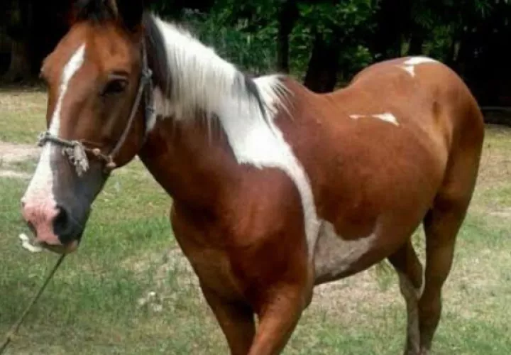 Ni los caballos se salvan de la delincuencia en el país. Foto: Cortesía. 