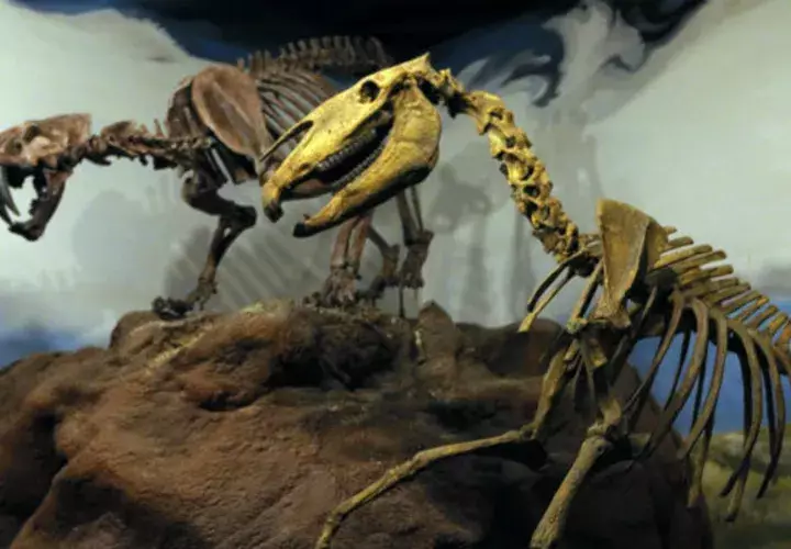  Fotografía de dos reconstrucciones de dinosaurios. Foto/ EFE