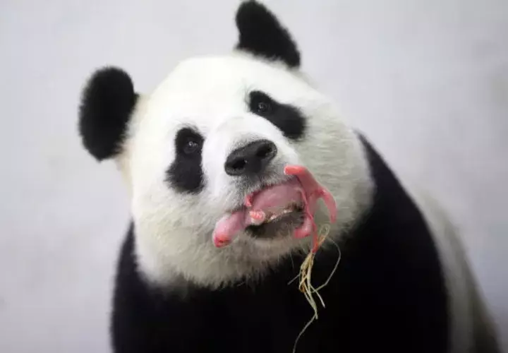 Mamá panda y su cría. Foto/ AP