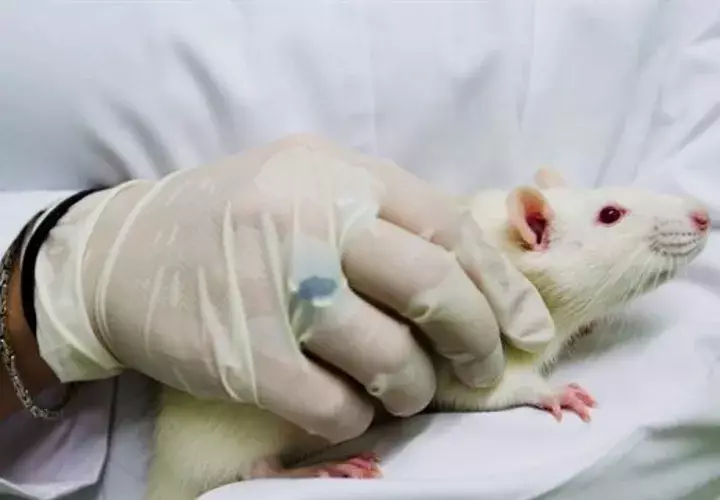 Una investigadora sostiene a un ratón de laboratorio. Foto: EFE/Archivo