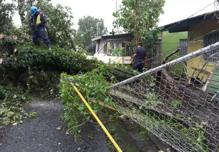 Estragos por el viento. Foto: Leonardo Machuca G.